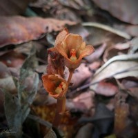 Gastrodia munasinghae Atthanagoda, C.Bandara & Kumar